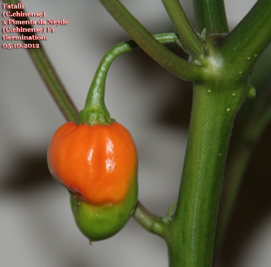 Fatalii%2520X%2520Pimenta%2520da%2520Neyde%2520F1_122days_1st_pod_ripening1.jpg