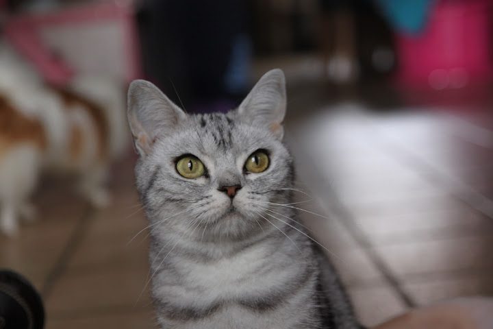 American Shorthair Dreamy%2520%25287%2529