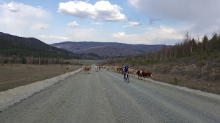 Старый тракт. Стадо коров