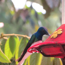 Hummingbirds of the world