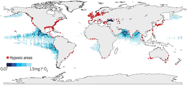 Low and declining oxygen levels in the open ocean and coastal waters affect processes ranging from biogeochemistry to food security. This global map indicates coastal sites where anthropogenic nutrients have exacerbated or caused O2 declines to <2 mg liter−1 (<63 μmol liter−1) (red dots), as well as ocean oxygen-minimum zones at 300 m of depth (blue shaded regions). Map created from data provided by R. Diaz, updated by members of the GO2NE network, and downloaded from the World Ocean Atlas 2009. Graphic: Breitburg, et al., 2018 / Science