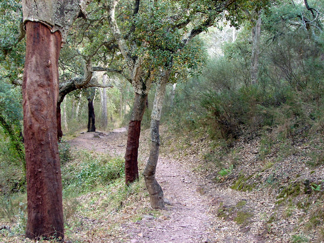 Senderismo - GR-36 Montanejos - Alcudia de Veo