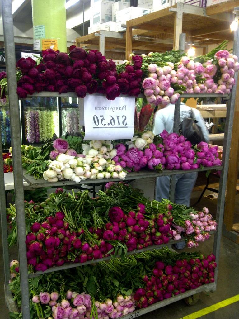 The lavender pink hydrangeas