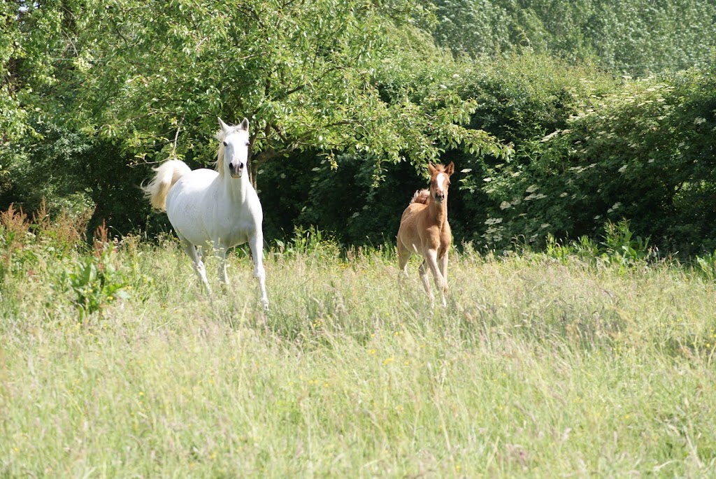 2011 Badraksh Art' al hfifa (Marouska x Gerik de Rendpeine) - Page 3 DSC06403