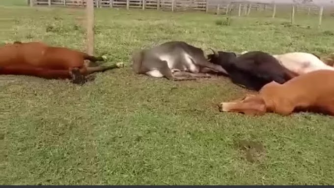 Ventania derruba fiação e 49 bois e dois cavalos morrem eletrocutados