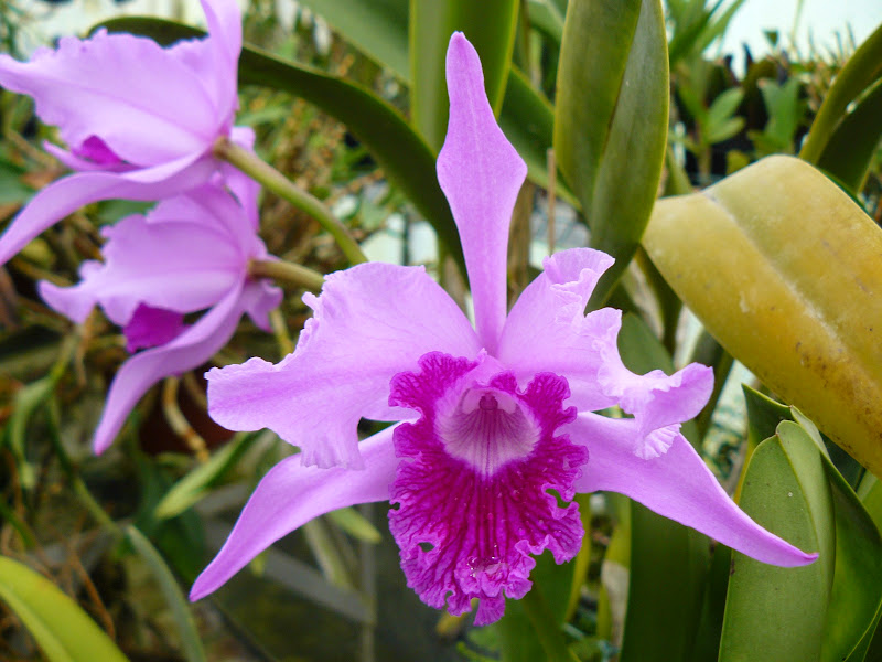 Cattleya (Laelia) lobata P1050247