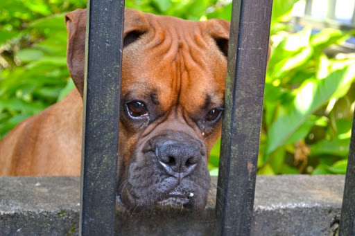 dog training in new jersey dog-training photo:dog training in new jersey