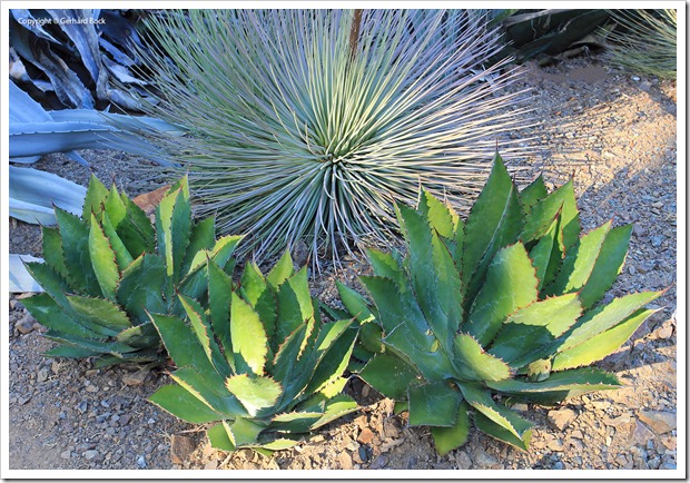 131004_RBG_Fall_Agave-bovicornuta_01