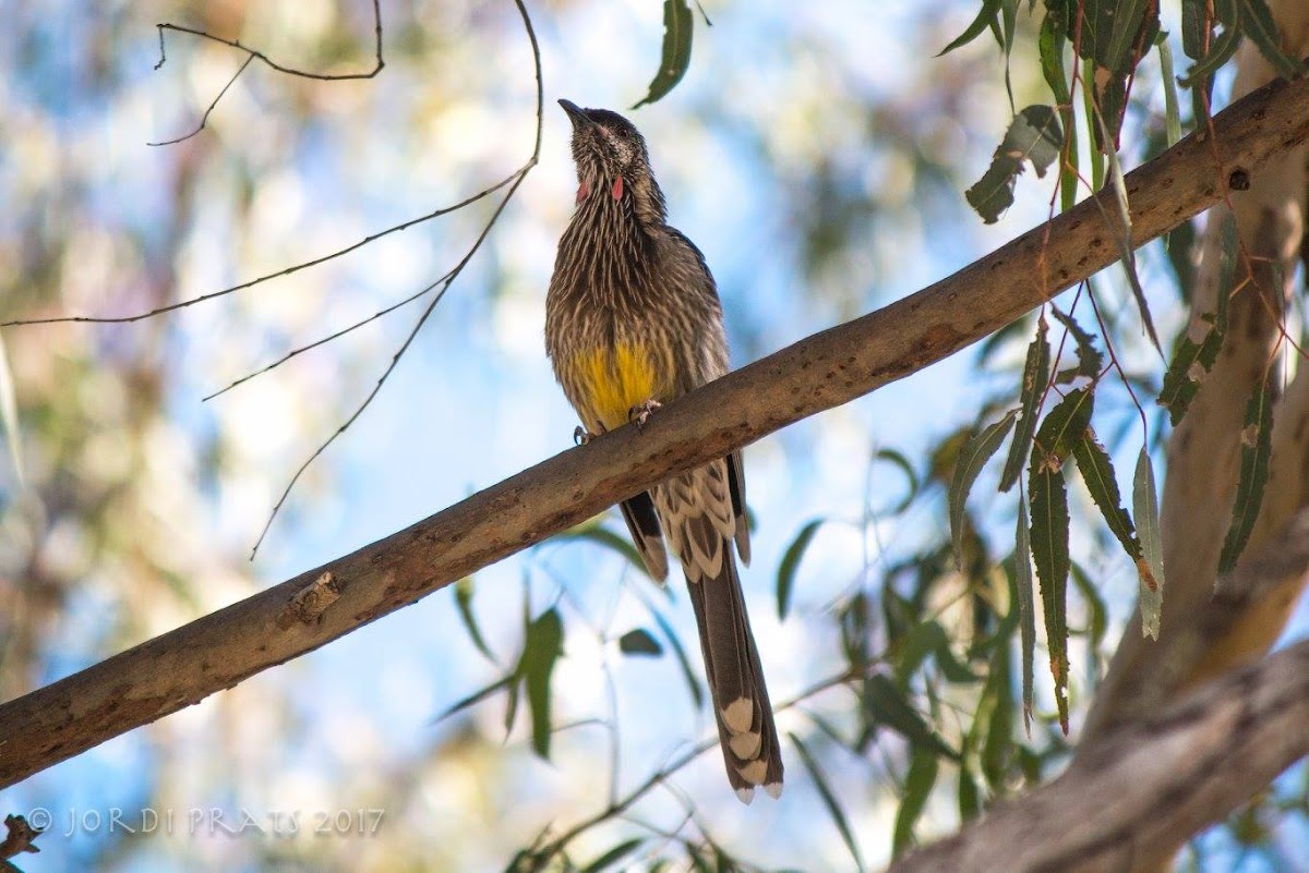 Red wattlebird