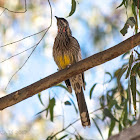 Red wattlebird