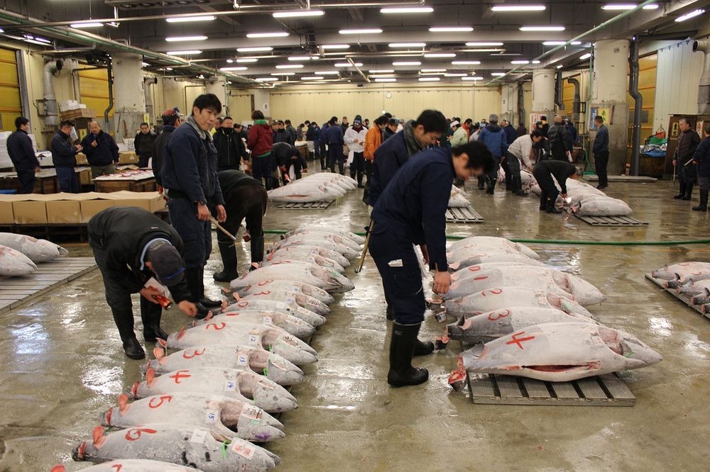 tsukiji-fish-market-12