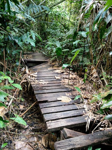 Tanjung Tuan Forest Reserve Hiking Trail Wooden Walkway