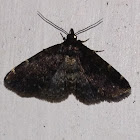 Smoky Idia Moth