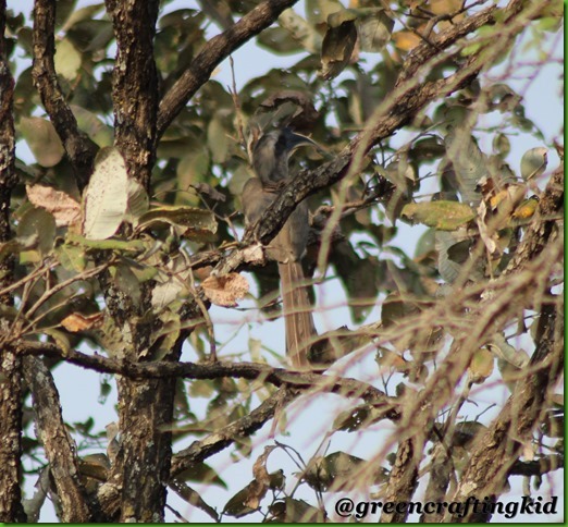 Grey hornbill