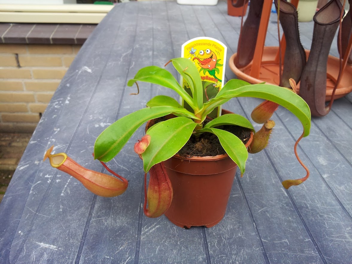 Nepenthes+T09.jpg