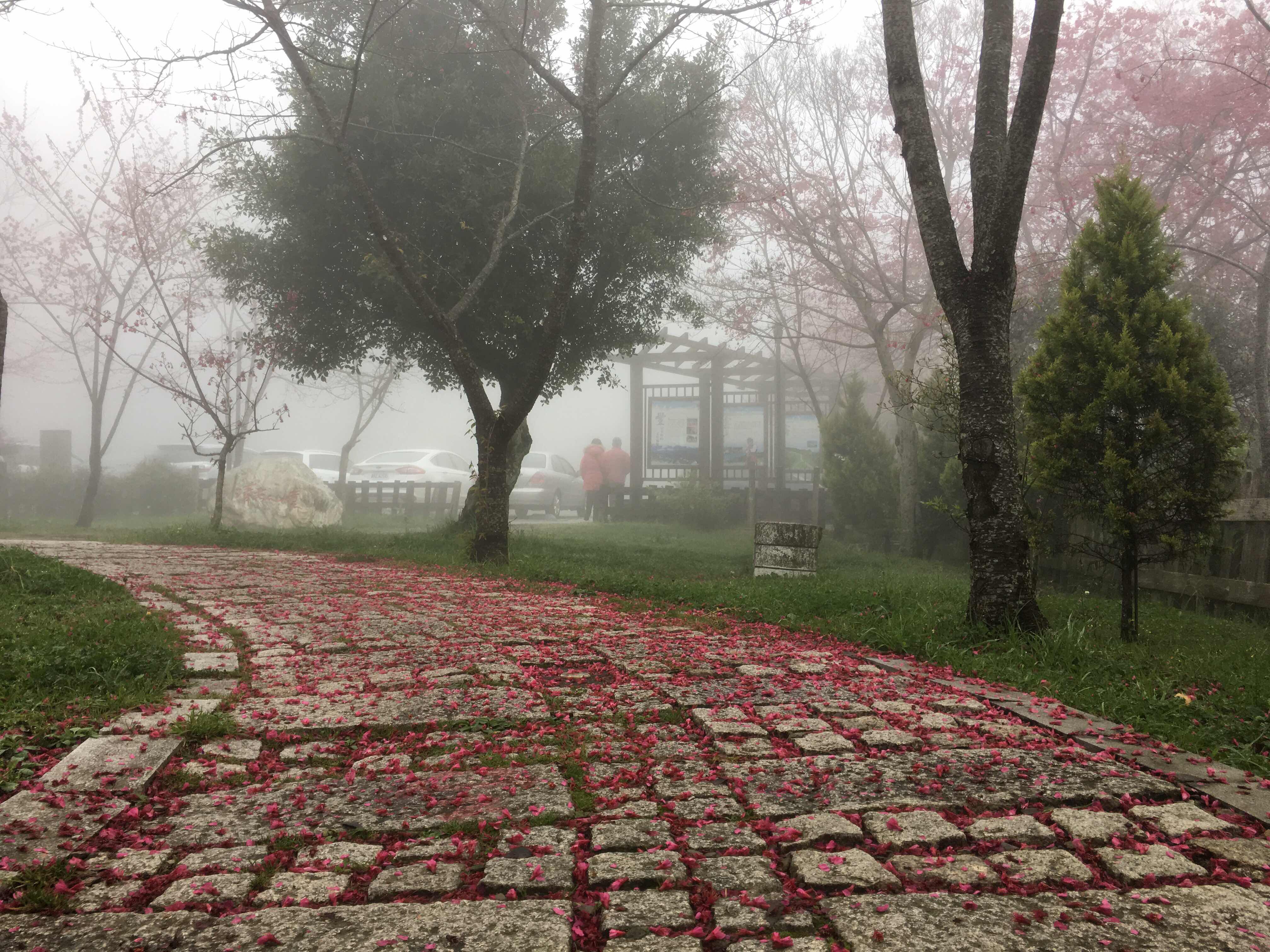 cherry blossom in Taiwan, hehuanshan mountain, nantou