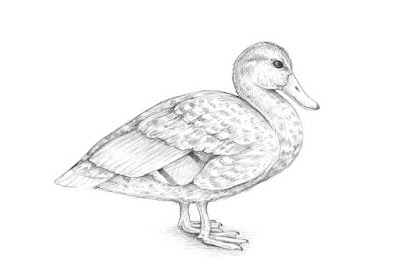 how to draw a duck easy