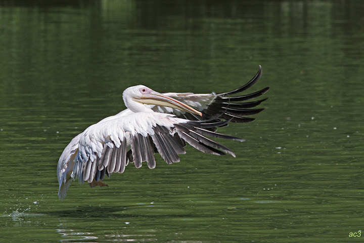 Concours photos de membres : vos plus beaux clichés. - Page 17 IMG_2273