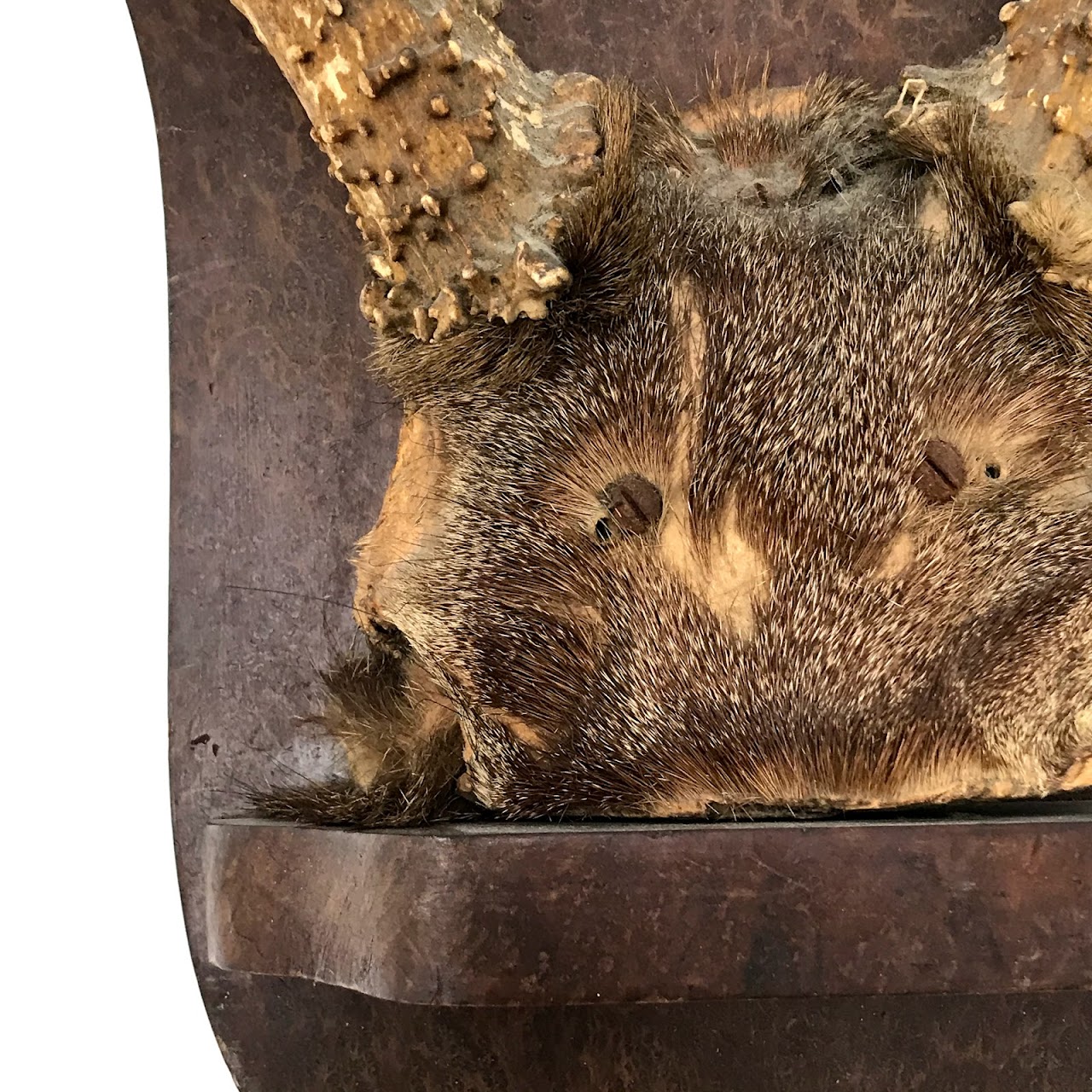 Mounted Vintage Antler Set