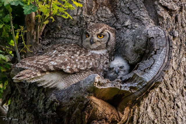 Spotted Eagle Owl and Chick | Birds | Animals | Pixoto