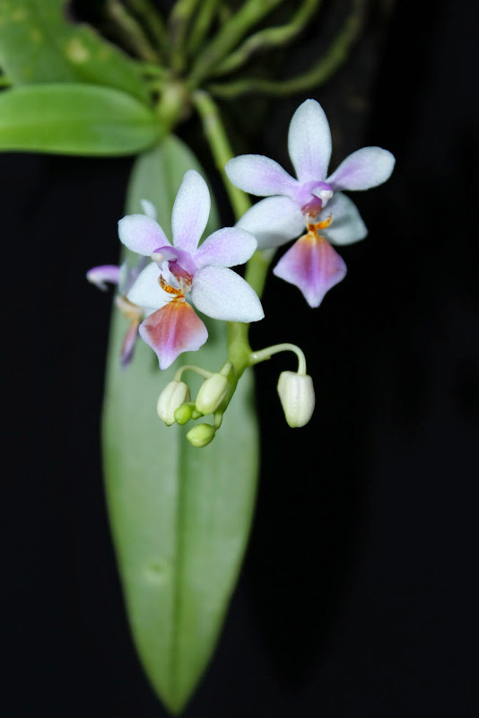 Phalaenopsis Partris (equestris x parishii) IMG_1106