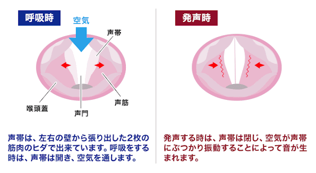 かすれる 詰まる 聞き取りづらい フケ声 は カンタン 声筋 トレーニングで若返る