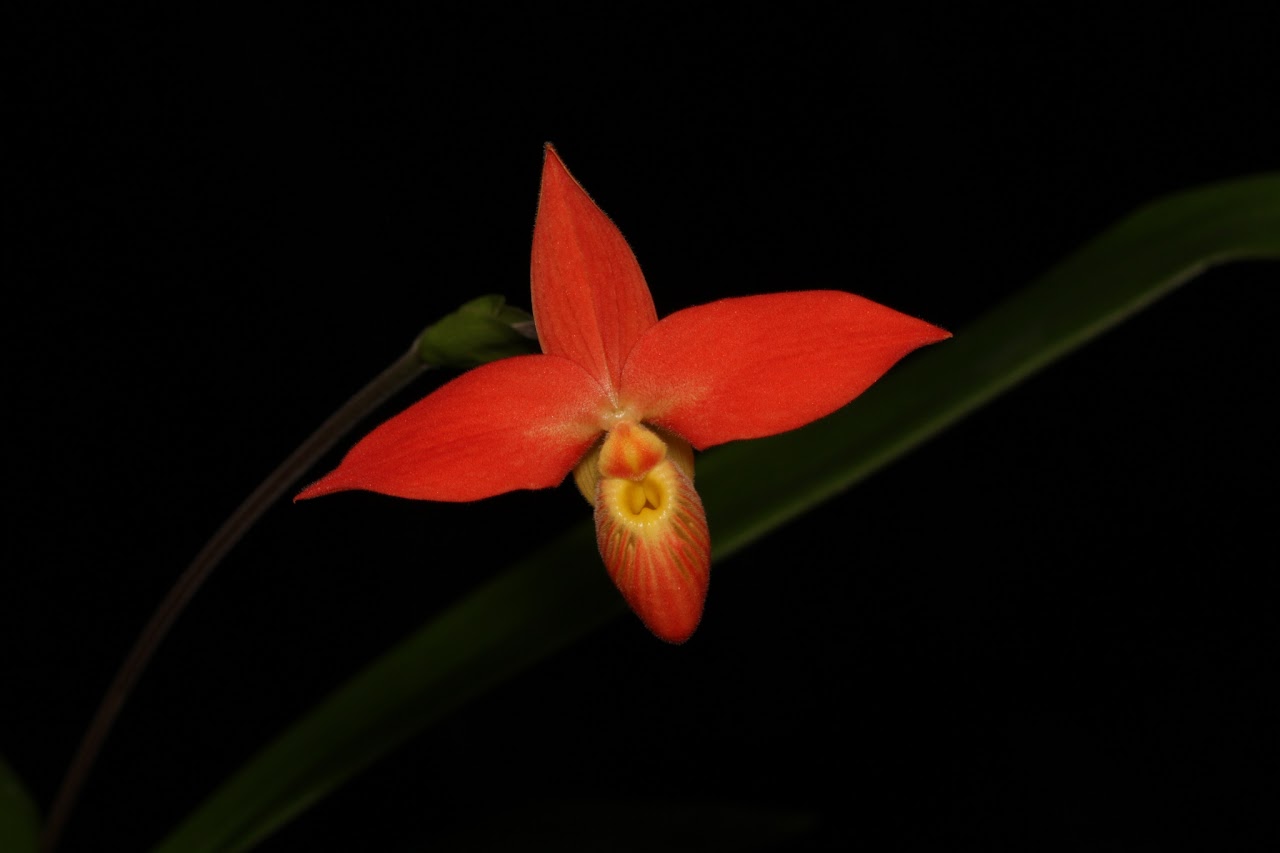 Phragmipedium besseae IMG_8683