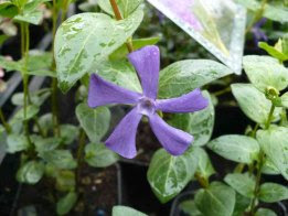 Barwinek większy Vinca major