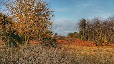 Ancient Track