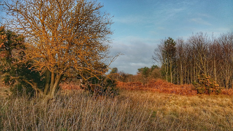 Ancient Track
