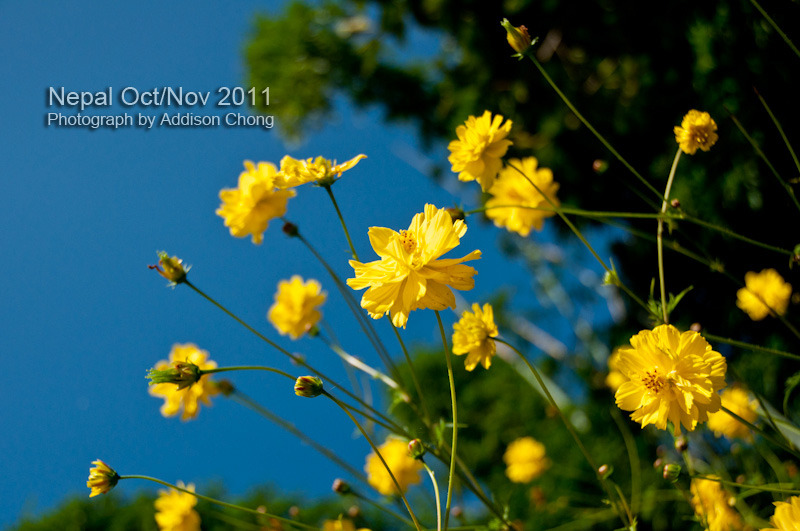 Tatopani Yellow Flowers