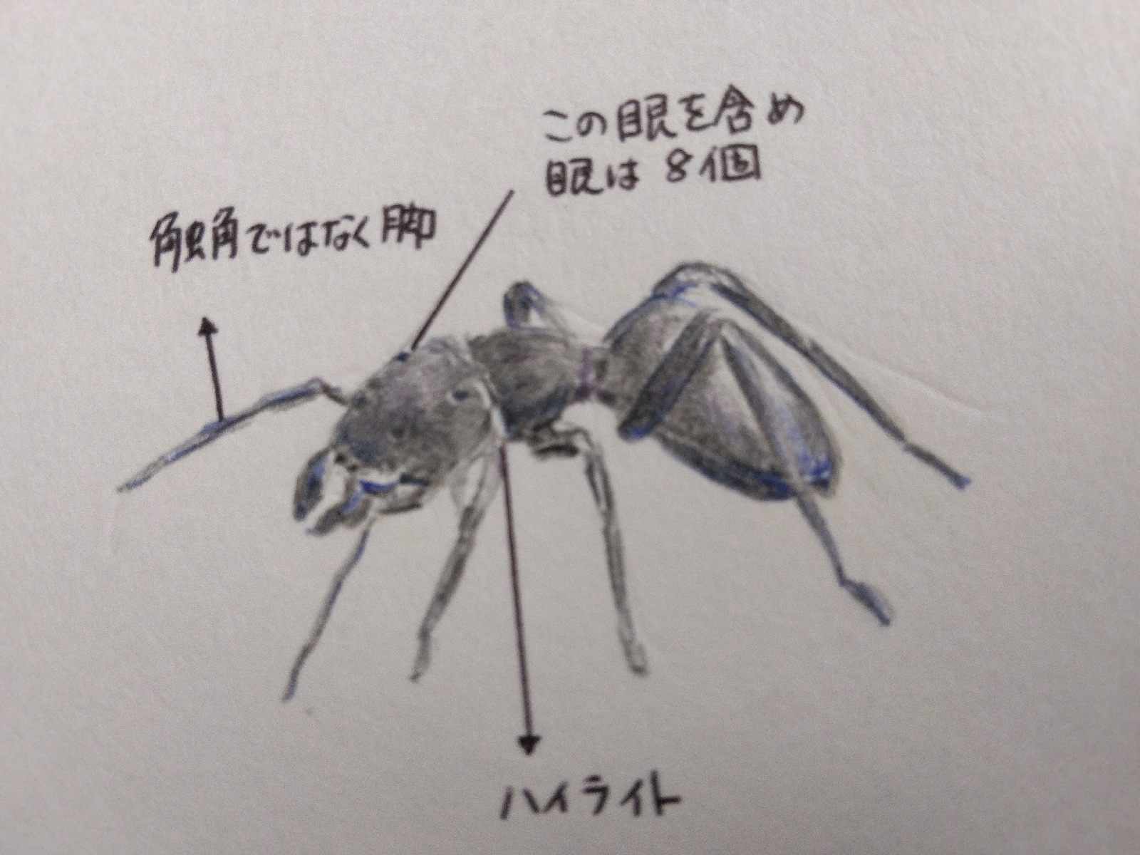 那須町の昆虫2　自然