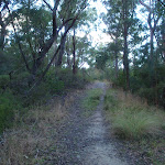 Blackwattle trail near Appletree Drive (152917)