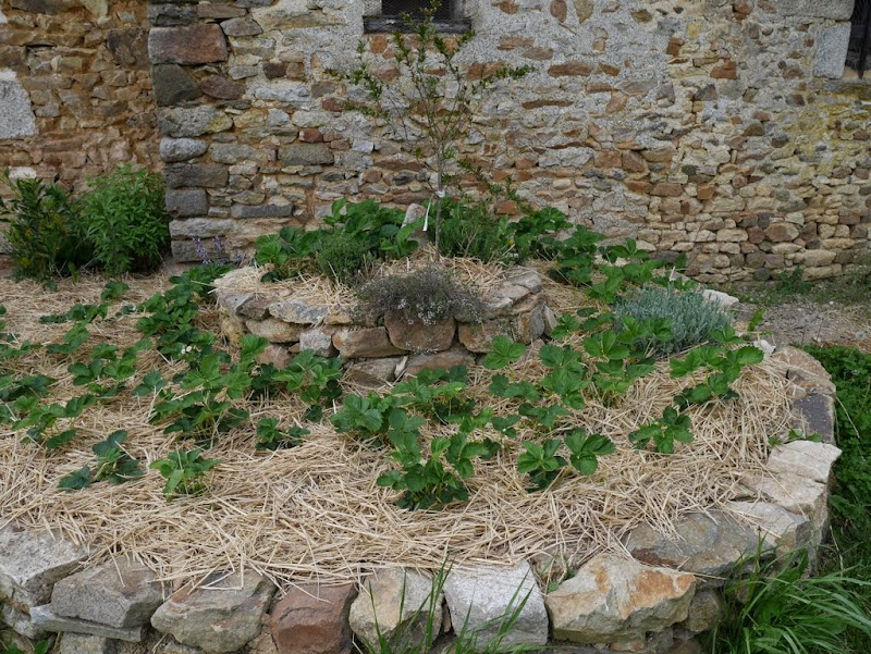 Un jardin en formation P1020908
