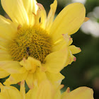 Gerbera Daisy