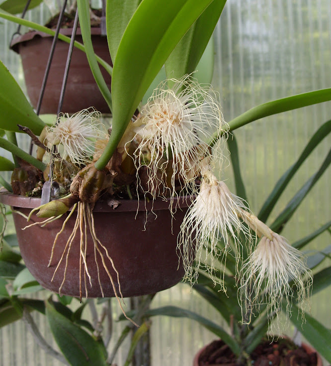 Bulbophyllum medusae S1051719