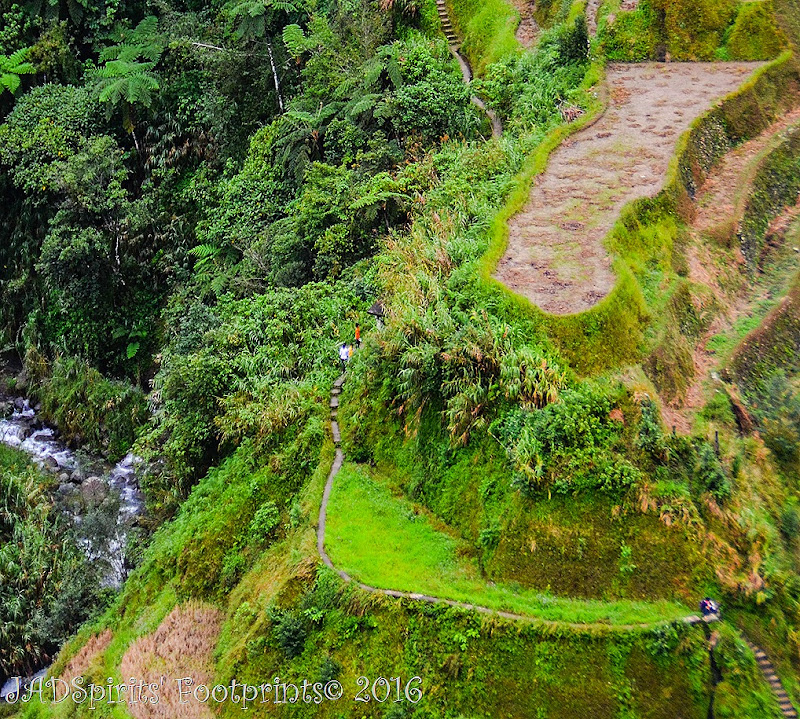 Closer shot of Banaue Rice Terraces with the steps and the trekkers