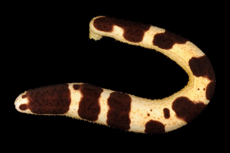 Holothuria nigralutea. Okinawa. 45m. Dorsal side.