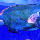 giant sea turtle at the Shinagawa Aquarium in Shinagawa, Japan 