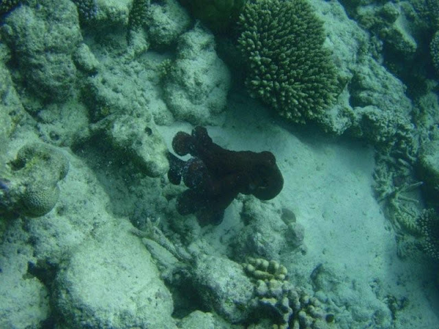 Ланка +Мальдивы по-нашему Ланка +Мальдивы по-нашему