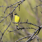 Lesser goldfinch