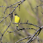 Lesser goldfinch