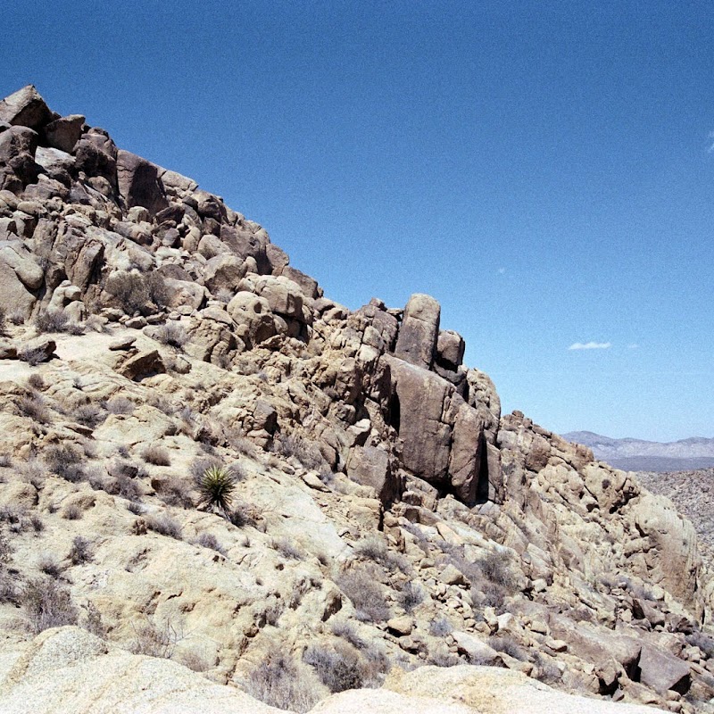 Joshua Tree JoshTree_03.jpg