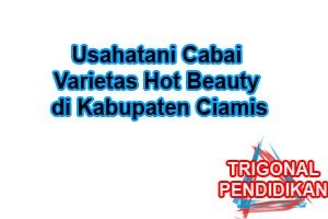 Usahatani Cabai Varietas Hot Beauty di Kabupaten Ciamis