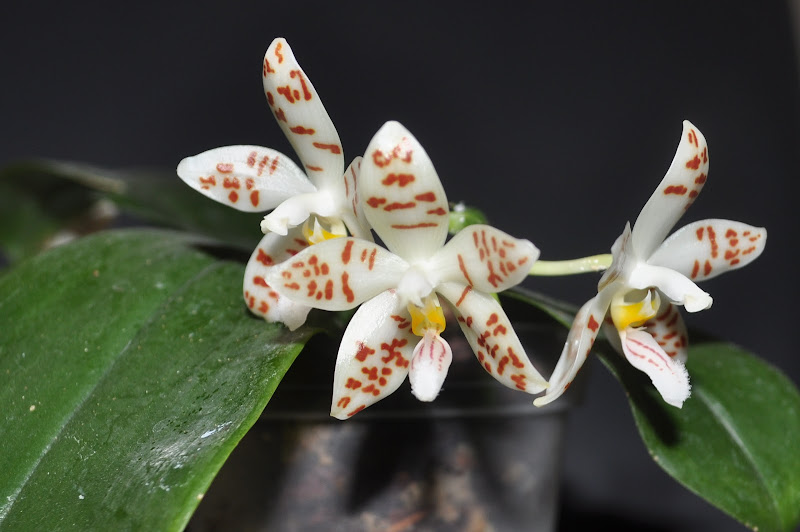 Phalaenopsis sumatrana CSC_0043