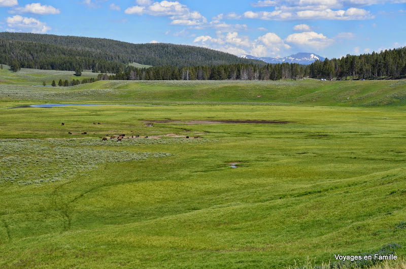 yellowstone