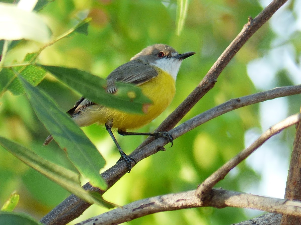 White-throated Gerygone