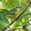 White-throated Gerygone