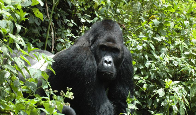 The Eastern Gorilla, the largest living primate, has been listed as Critically Endangered due to illegal hunting, according to the 2016 update of The IUCN Red List of Threatened Species™. Photo: Intu Boedhihartono / IUCN