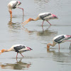 Painted Stork